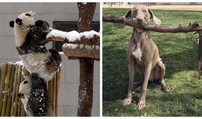 18  случаев, когда животные превзошли людей в  командной работе (19 фото)