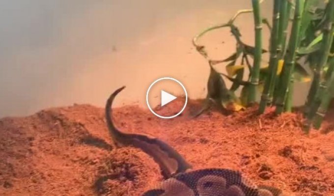 Как змея пускает газы