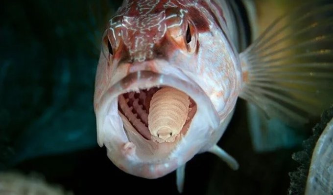 Языковая мокрица (4 фото)