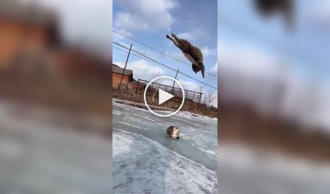 Самый ловкий кот, от которого никто не скроется