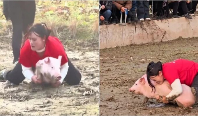 31-летняя китаянка собрала коллекцию из 22 призовых свиней (3 фото + 2 видео)
