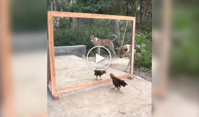 Животных вывело из себя собственное отражение в зеркале