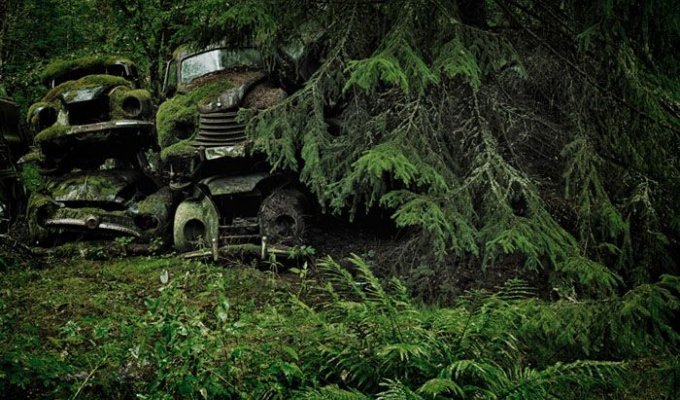 Кладбище старинных автомобилей (14 фото + видео)