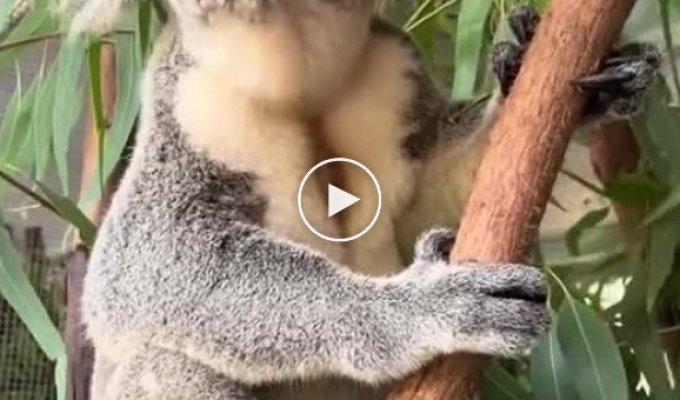 Внимание, коала кричит