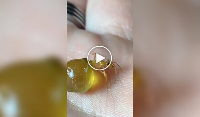 Ants carrying food inside their bodies