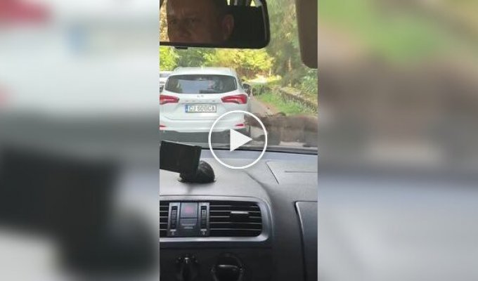 В Румынии медведица отгрызла кусок автомобиля