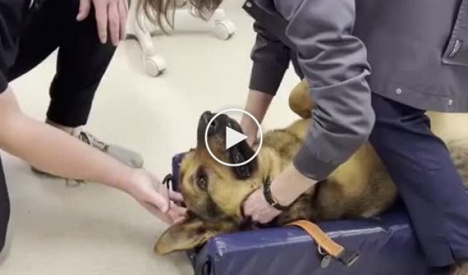 Ветеринар достает застрявшую игрушку из собаки