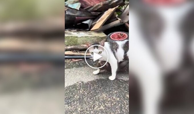 Кошка усыновила обезьяну