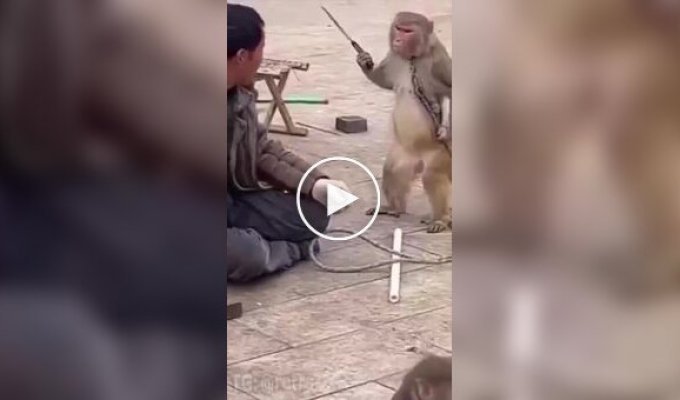 Давай, работать!: восстание планеты обезьян
