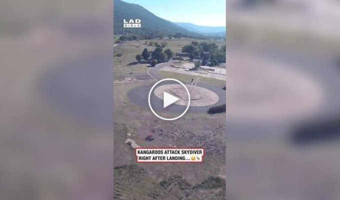 A parachute jump ends in an unexpected encounter with a kangaroo