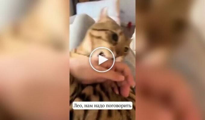 Женщина сломала кота