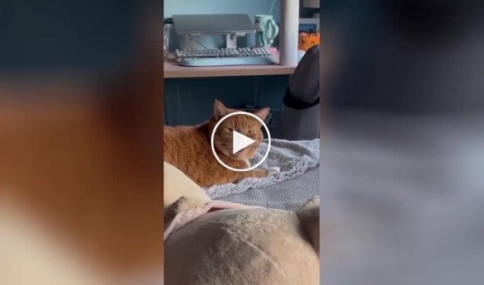 “Stop it!”: the cat’s reaction to its owner’s sneezing