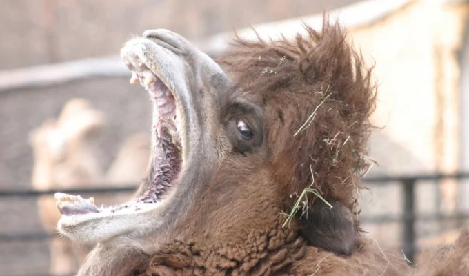 Camel spit: it turns out that this is a really scary weapon (9 photos)