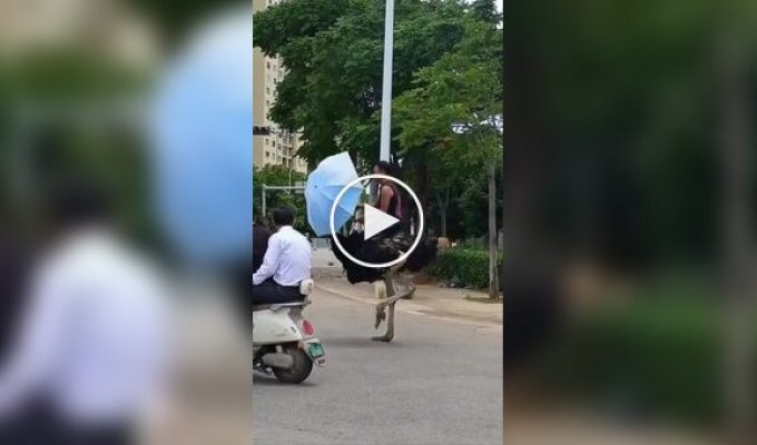 Китаец ездит по улицам на страусе