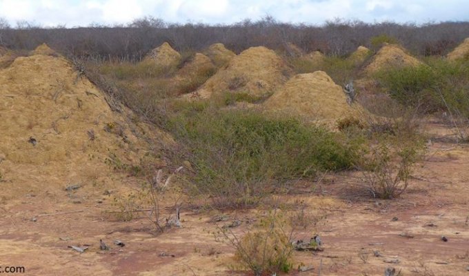 В Бразилии нашли систему термитников возрастом 3800 лет и площадью с три Курганских области (3 фото)