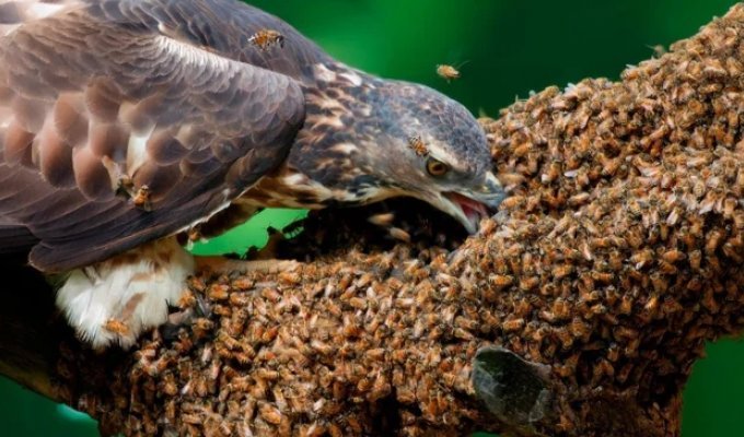 Орёл-осоед: эта  птица крошит ульи каждый день (7 фото)