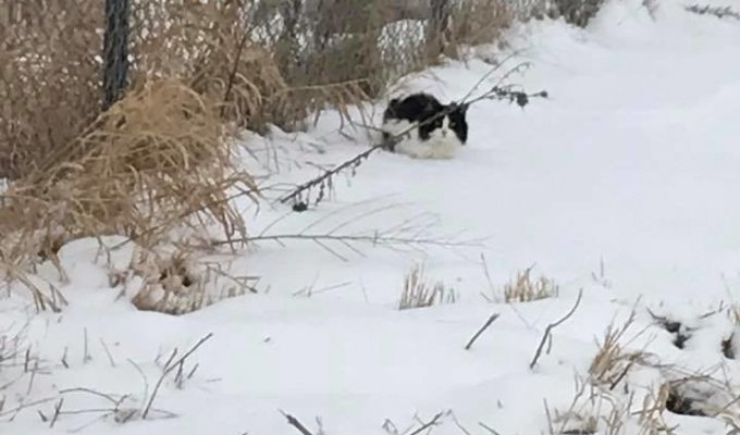 A lonely cat froze on the road in severe frost (7 photos)