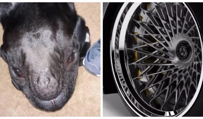 20 реальных доказательств того, как ловко наш мозг нас обманывает (21 фото)