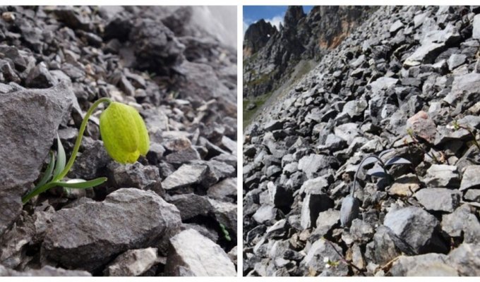 Stone flower that learned to hide from people (6 photos)