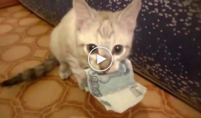 Кот не отдает 1000 рублей