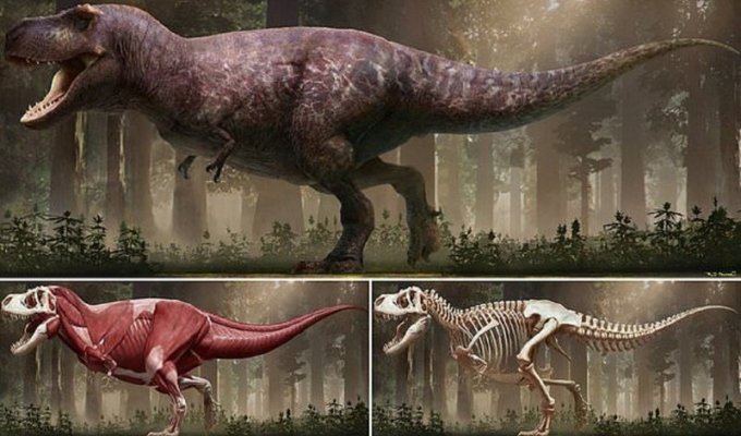 Ученые выяснили, как на самом деле выглядел тираннозавр (6 фото)