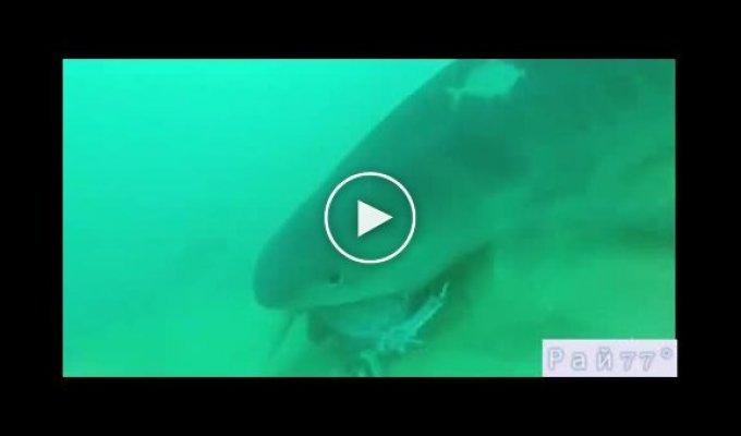 Массивная тигровая акула стащила у фридайвера камеру вместе с наживкой