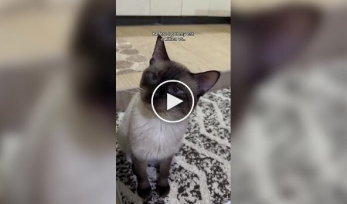 Лучшее решение: владелица показала, как побороть апатию кота простым способом