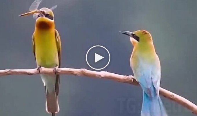 Все как у людей: отношения колибри