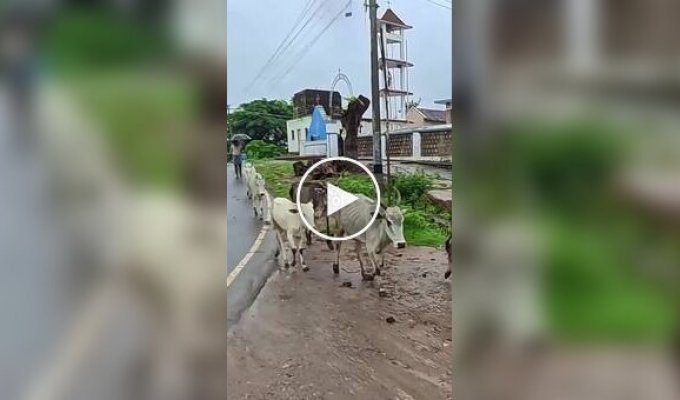 Особое отношение индийцев к навозу