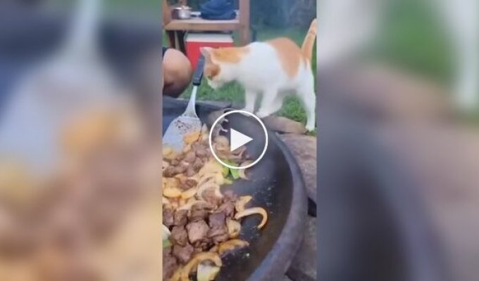 Комплимент от шеф-повара