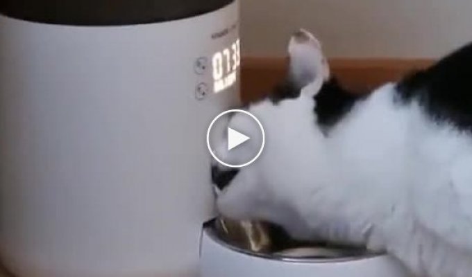 Кошка пытается достать корм из автоматической кормушки