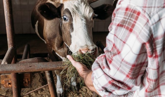 Беременную корову грозятся казнить из-за незаконного пересечения границы ЕС (4 фото + 1 видео)