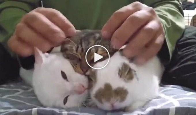 Пушистый самозванец