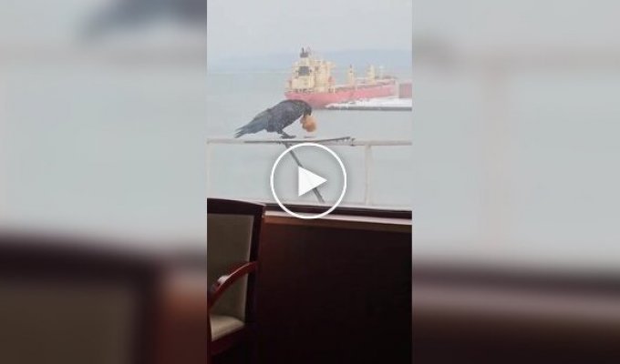 Жадная ворона и печенье