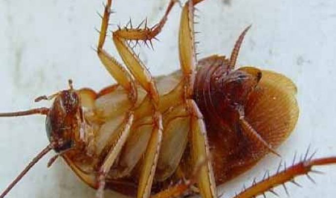 Тараканы вымерли из-за мобильных телефонов?