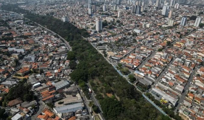 A man has planted more than 41,000 trees in the city in 20 years (4 photos + 1 video)