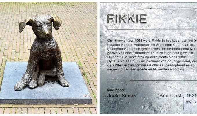 Роттендамский Фикки и его важная задача (8 фото)