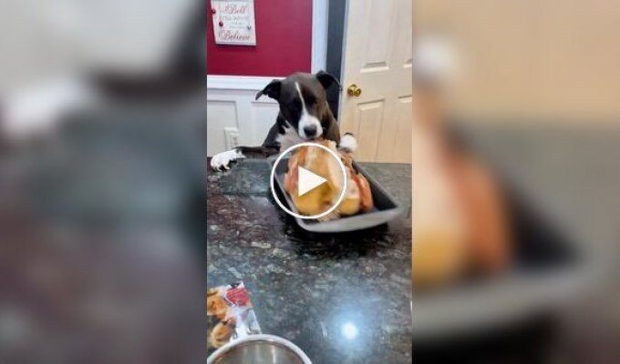 Собаки, которым было сложно устоять перед едой