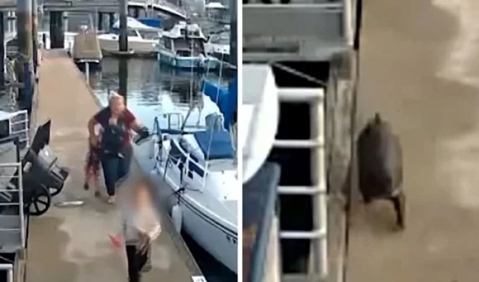 In the USA, an otter tried to drown a child (4 photos + 1 video)