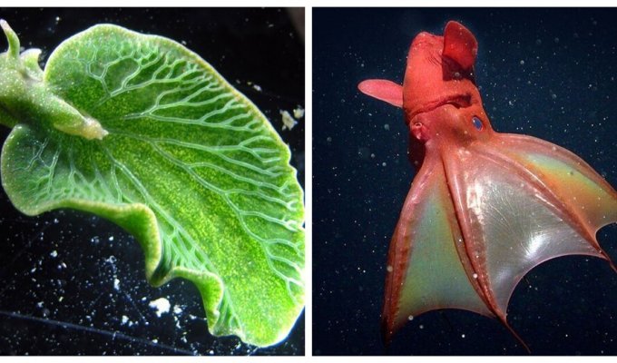 The most fascinating mollusks on the planet (11 photos)