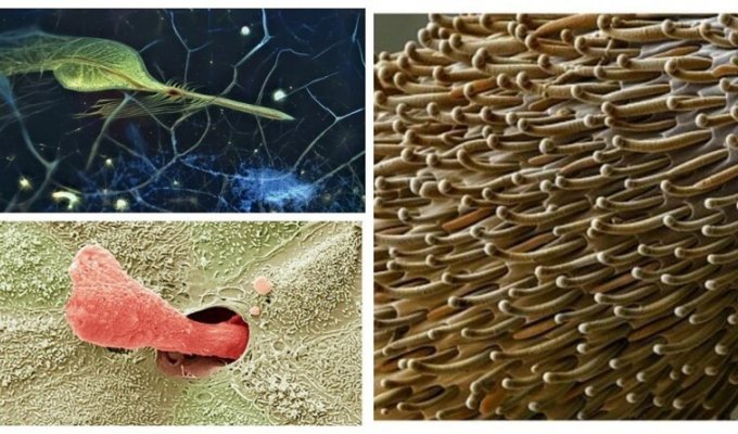20 простых объектов, которые решили рассмотреть под микроскопом и открыли удивительный мир (20 фото)