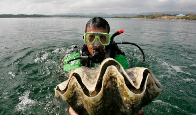 Гігантська тридакна: молюск із синім тілом важить 300 кг і виробляє перлини до 34 кг (8 фото)