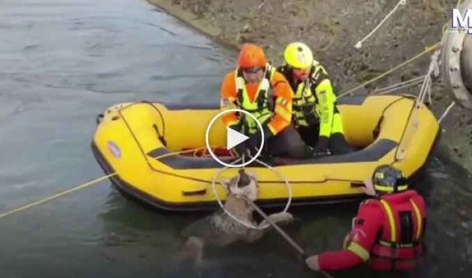 Пожарные спасли застрявшего в канале волка