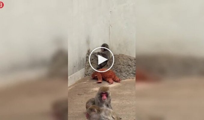 Панч — маленький макак, ради которого люди стоят в очереди в зоопарке