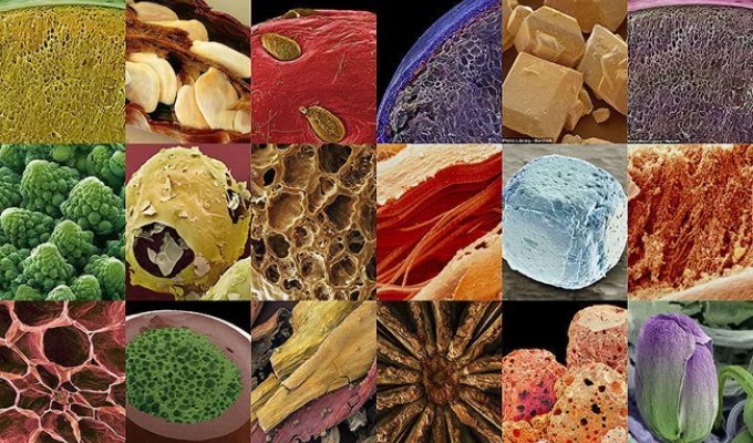 18 Amazing Photos of Foods Under a Microscope (19 photos)