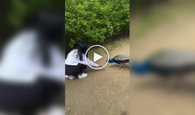 Благодарность павлина