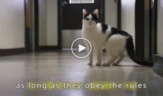 Животнотерапия__ заключенным разрешили брать к себе котов