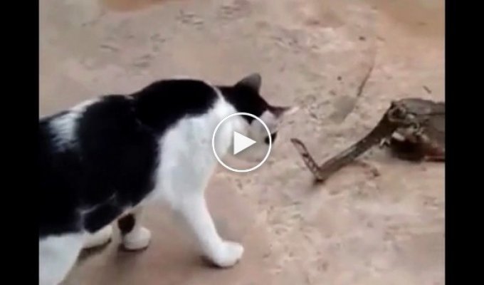 Жаба кушает змею, которая защищается от кота