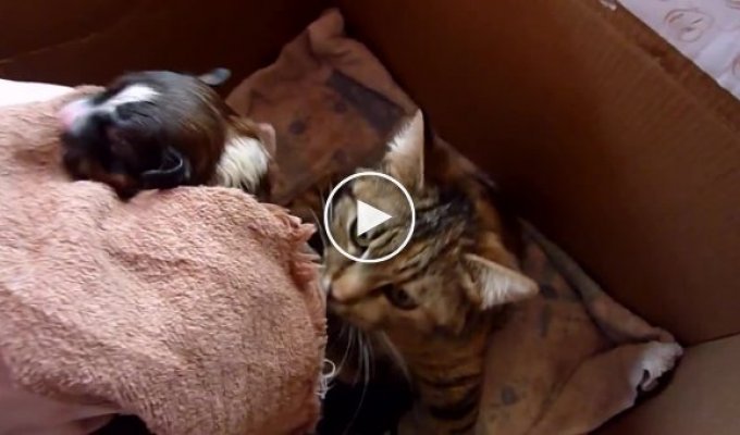 The owners gave the puppy to the mother cat to raise
