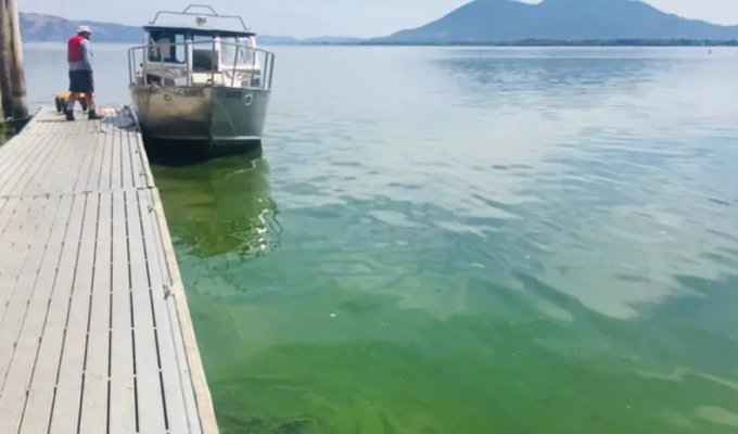 Could be a problem: the lake has turned so green that it can be seen from space (2 photos + 1 video)
